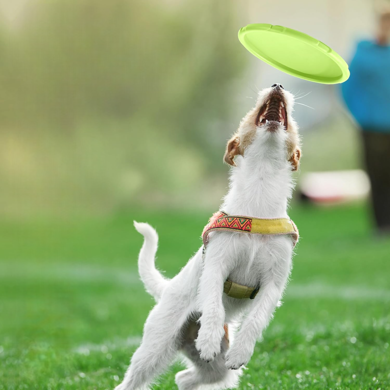 Frisbee Chien - FlyingDiscToys™ - Vert