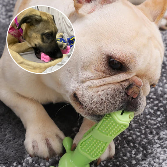 jouet chien